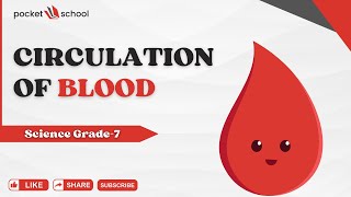 🚀 How Blood Travels Through Your Body  Circulation Made Easy for Grade 7 [upl. by Birck]