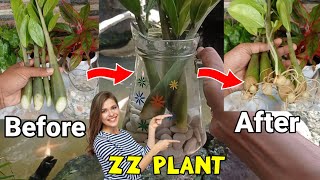 Zz Plant amp Water Propagation of Cuttings  Zamioculcas Zamiifolia [upl. by Ghiselin]