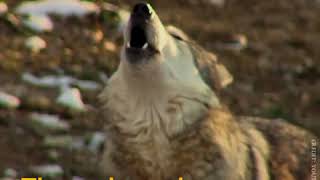 Newsner  14 Wolves affect Yellowstone National Parks ecosystem in a very positive way [upl. by Coniah]