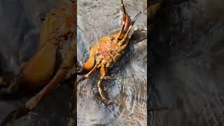 atching Crab Near Mangrove forest After Water Low Tide usa crabcatching seafood [upl. by Ayanaj427]