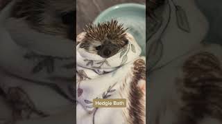 Rescue and care of hedgehogs hedgehog cute animal Short [upl. by Boot]