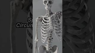 Spine Gyration  Circumduction in Motion anatomy spine [upl. by Asilim]