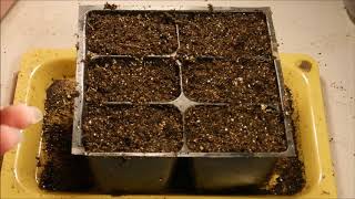 how to grow petunias from seed how to germinate petunia seeds how to sow petunia seeds [upl. by Margette]