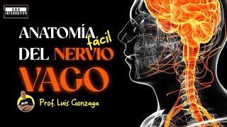 Anatomia Fácil del Nervio Vago [upl. by Gideon]