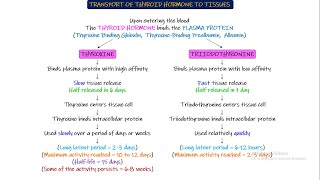 Transport of Thyroid Hormone to tissues Chapter 77 part 3 Guyton and Hall Physiology [upl. by Cardinal]