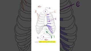 Your Treasure ChestThoracic Cavity  Anatomy Quiz 16 [upl. by Massab]