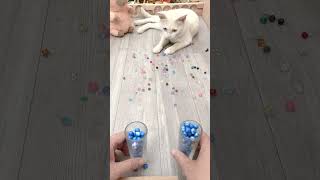 🌈 Beads White Cat🐱bicolored eyes Reverse Video reversevideo funny cat [upl. by Julina259]