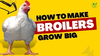 How to Make Broilers GROW BIG and Increase Profit in 2023 [upl. by Ary]