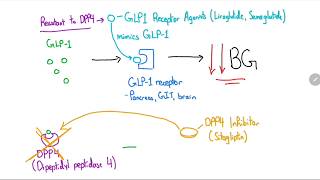 GLP1 Receptor Agonists and DPP4 Inhibitors Explained in 4 Minutes [upl. by Pren]