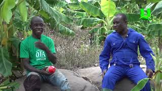 AYEKOO PLANTAIN FARMING AT ASANTE AKYEM AGOGO [upl. by Ferriter]