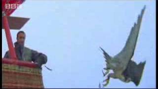 Birds  peregrine falcon dives at 180 mph  Ultimate Killers  BBC wildlife [upl. by Christean552]