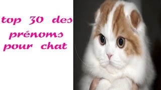 top 30 des prénoms pour chat [upl. by Mcripley602]