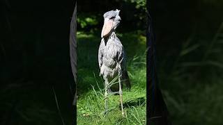 Shoebill stork [upl. by Neellek]