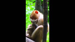 Watch the Heartwarming Bond Between Monkey Sheba and Her Adorable Baby Cat A Touching Tale of Love [upl. by Mureil168]