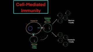 Cytotoxic TCell and CellMediated Immunity EVERYTHING YOU NEED TO KNOW PART 2 [upl. by Rodolphe]