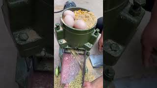 Fresh corn stalk corn to make cattle feed with pellet machine machine farming [upl. by Neiv]