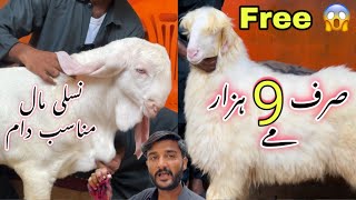 Sirf 9 Hazar Me 😍  Fancy Bakra Or Dumba For Qurbani 2025  Aj To Free Me Le Jao 😍 [upl. by Radie259]