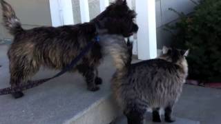 Cairn Terrier puppy plays with cat [upl. by Karney525]