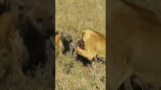 Battle for the Warthog A Lioness a Hyena and the Fight for a Meal [upl. by Bores]