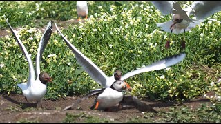 The Atlantic Puffin life in the colony 4K [upl. by Naz691]