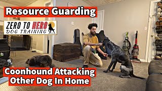 Coonhound Resource Guarding Session [upl. by Eceinhoj]