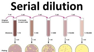 Serial dilution [upl. by Yanehs]