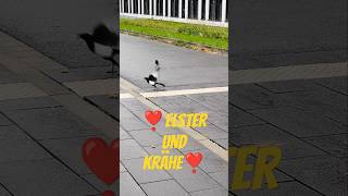 Eine Elster kommt selten alleine 🐦‍⬛❣️🐦‍⬛😊 [upl. by Odlauso]