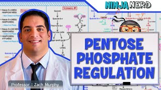 Metabolism  Regulation of Pentose Phosphate Pathway [upl. by Adnilra922]