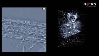 videooftheday Indepth 4D 3D  timelapse quantitative plant phenotyping with Phi Optics GLIM [upl. by Fawcette]