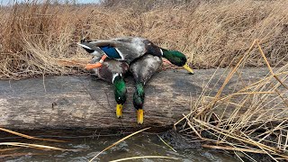 Banded Mallard  Maine Duck Hunting [upl. by Barthelemy]