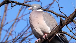 Common Wood Pigeon Calling 4K [upl. by Hinze489]