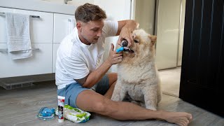 Morning Routine With My Chow Chow DOG 🦁👱🏼‍♂️ [upl. by Swithin655]