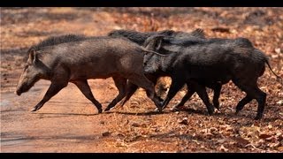 Wild Boar Mating  Tadoba [upl. by Gnuhn]