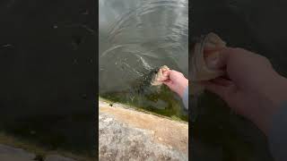 Fish love a jig head minnow in ponds to [upl. by Teferi]