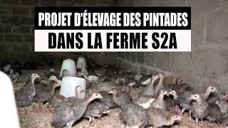 Projet délevage des Pintades dans la Ferme S2A [upl. by Pier]