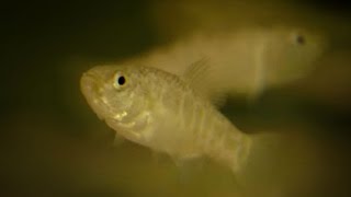 Pecos Pupfish on the Brink [upl. by Carie]