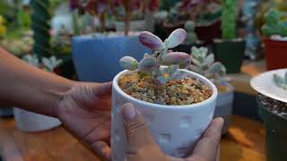 Hablando Y Propagación De Cotyledon Orbiculata Variegado [upl. by Amsirhc681]