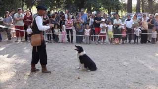 4 Border Collie Dogs VS a Flock Of Ducks [upl. by Aihsikal]