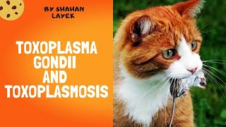 Toxoplasma Gondii and Toxoplasmosis  Clinical Manifestations  Life cycle  Treatment [upl. by Birdt]