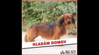 BADOO hľadá domov [upl. by Atiuqrahs121]