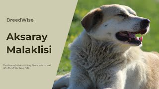 Everything You Need to Know About Aksaray Malaklisi Dogs The Fierce Protector Of Turkeys Livestock [upl. by Eislehc]