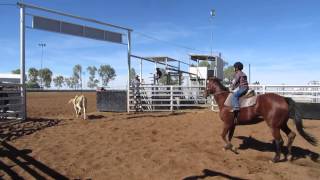 Julia Creek Campdraft 2014  Take 2 with music [upl. by Greenquist]