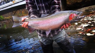 Fall Steelhead BOBBER DOWNS  November Float Fishing 2023 [upl. by Aikemot908]