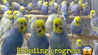 Budgies breeding progress  budgies breed season  budgies parrot  budgies chick  bird by S husain [upl. by Nuhsed]