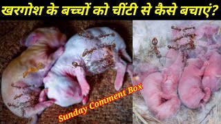 खरगोश के बच्चों को चींटी से कैसे बचाएंHow To Protect Rabbit Babies From Ants Sunday comment box [upl. by Jo-Anne]