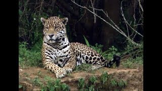 Documental Rewilding Iberá en español [upl. by Ynohtnaed]