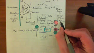 Gastric Acid Secretion Part 3 [upl. by Nahej465]