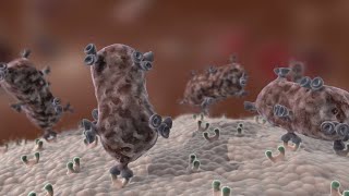 Antibody Immune Response shorts [upl. by Kerianne]