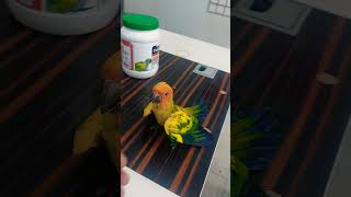 Sun ☀ conure baby birds [upl. by Yoong]