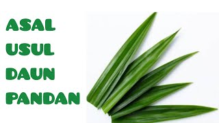 ASAL USUL DAN MANFAAT DAUN PANDAN  ORIGIN AND BENEFITS OF PANDAN LEAVES [upl. by Trembly43]